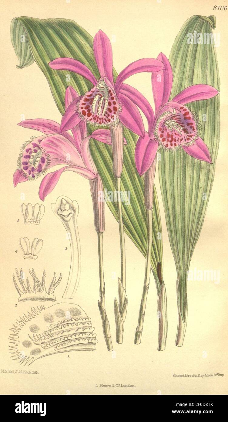 Pleione yunnanensis - Curtis' 132 (Ser. 4 no. 2) pl. 8106 (1906). Stock Photo