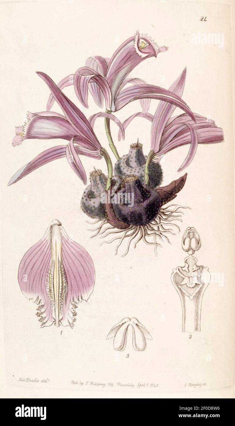 Pleione praecox (as Coelogyne wallichiana) - Edwards vol 26 (NS 3) pl 24 (1840). Stock Photo