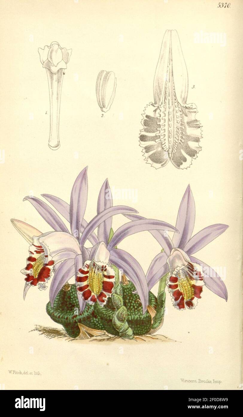Pleione × lagenaria (as Coelogyne lagenaria) - Curtis' 89 (Ser. 3 no. 19) pl. 5370 (1863). Stock Photo