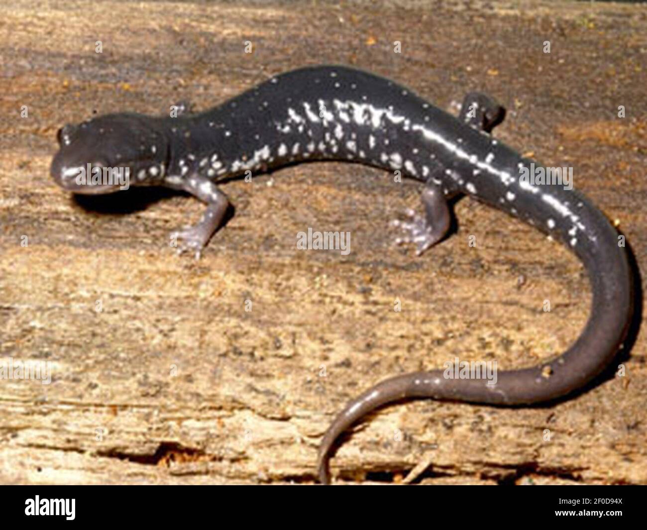 Teyahalee hires stock photography and images Alamy