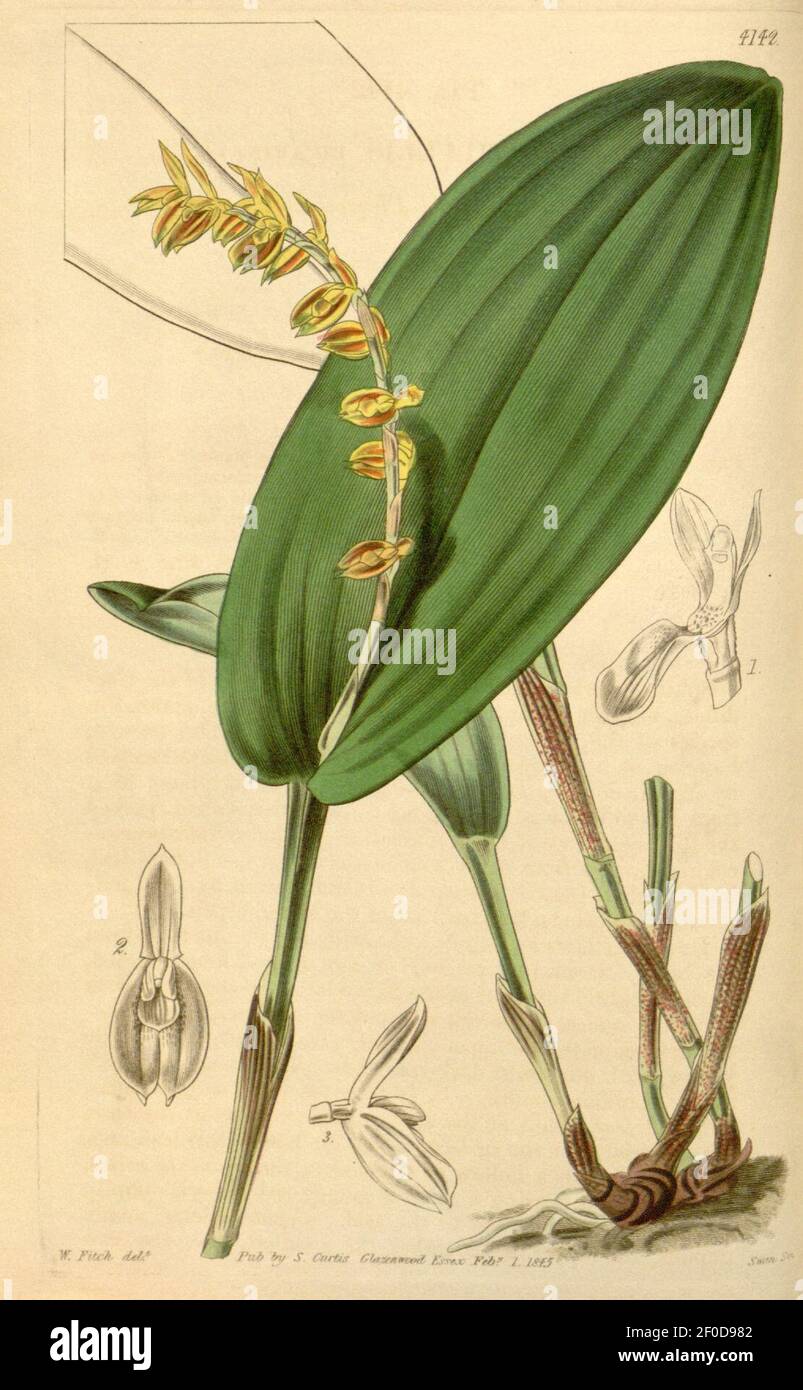 Pleurothallis bicarinata. Stock Photo