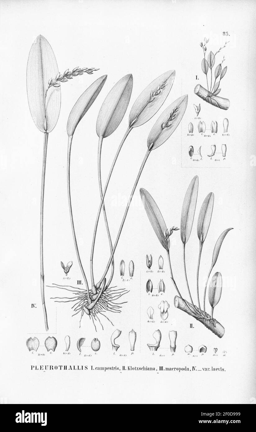 Pleurothallis campestris-Acianthera klotzschiana (as Pleurothallis kl.)-Acianthera macropoda (as Pleurothallis m.) - Fl.Br. 3-4-85. Stock Photo