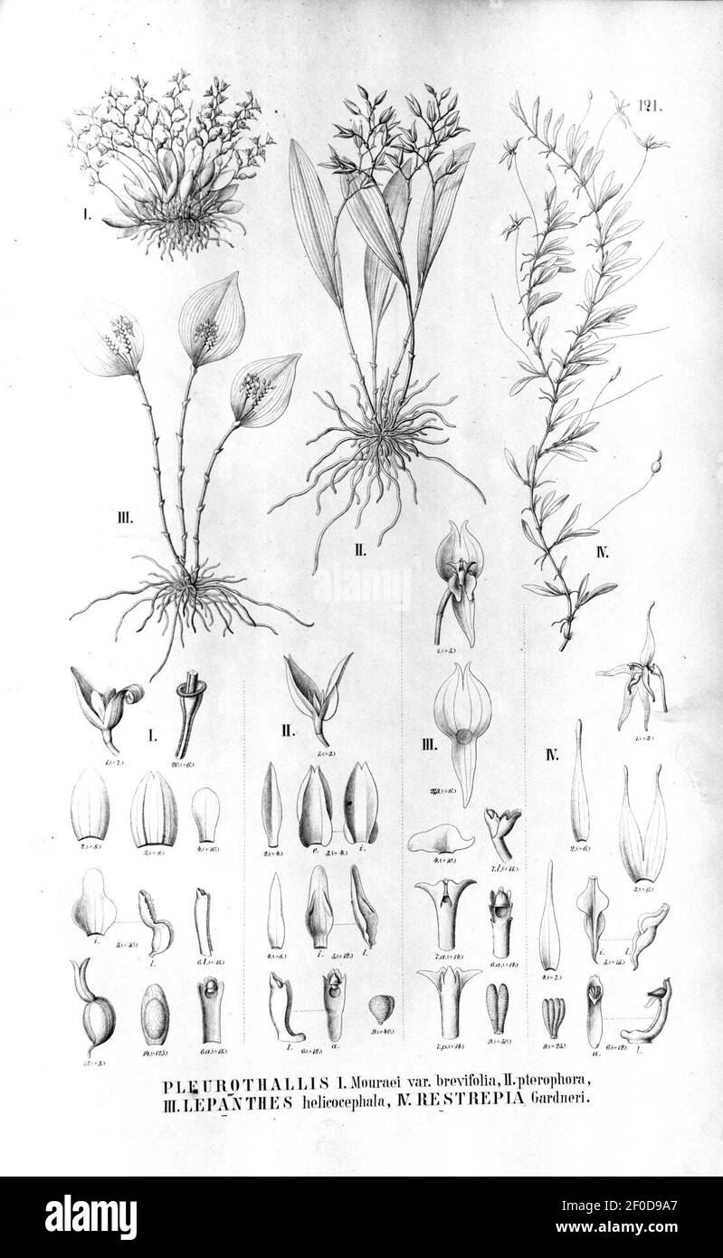 Pleurothallis quadridentata (as Pleurothallis mouraei var. brevifolia)-Pl. pterophora-Lepanthes helicocephala-Barbosella gardneri (as Restrepia gardneri) - Fl.Br.3-4-121. Stock Photo