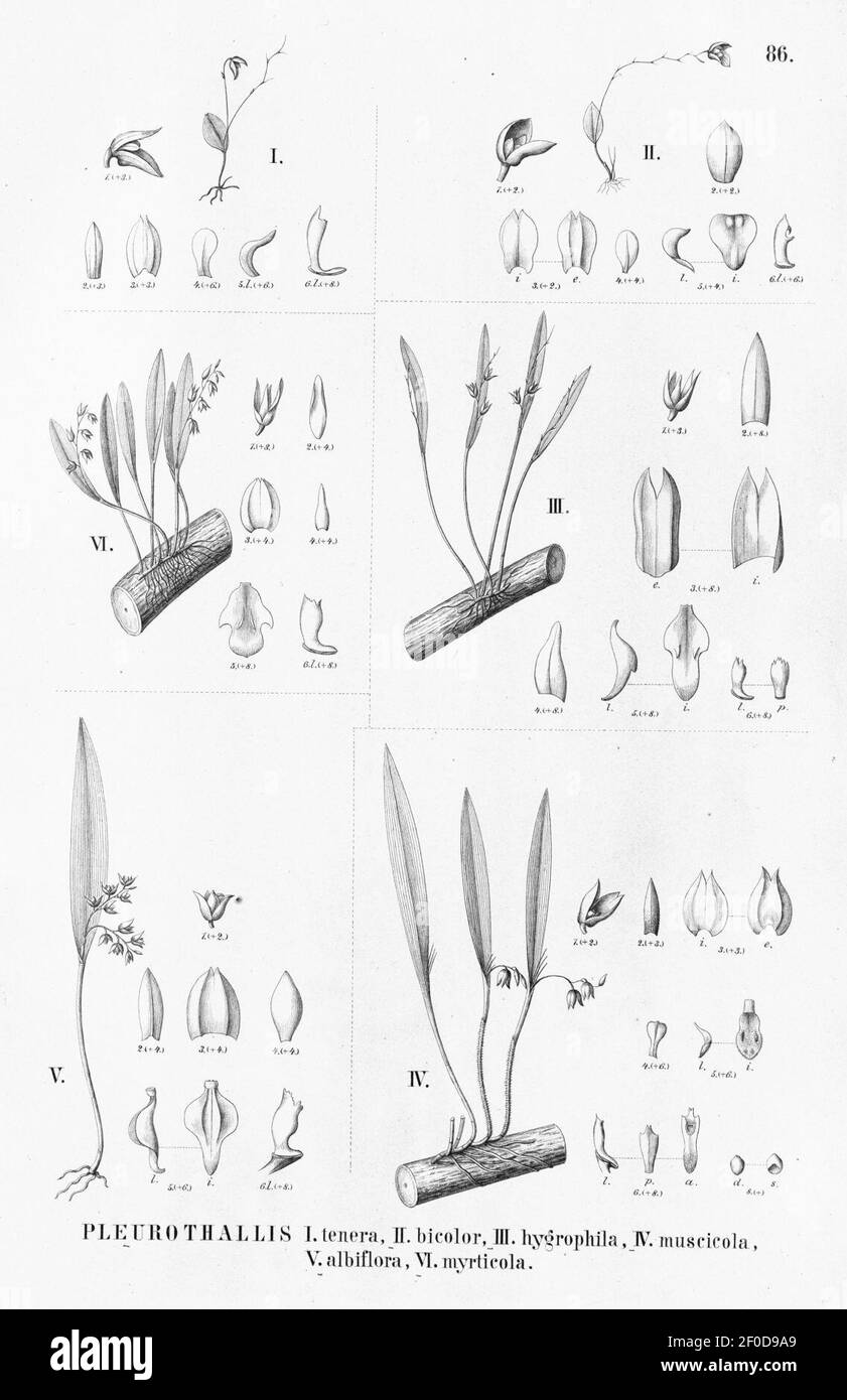 Pleurothallis tenera-myrticola-quadridentata (as Pl. bicolor) - Acianthera hygrophila (as Pl. hygrophila and albiflora) - Ac. muscicola (as Pl. muscicola) - Fl. Bras. 3-4-86. Stock Photo