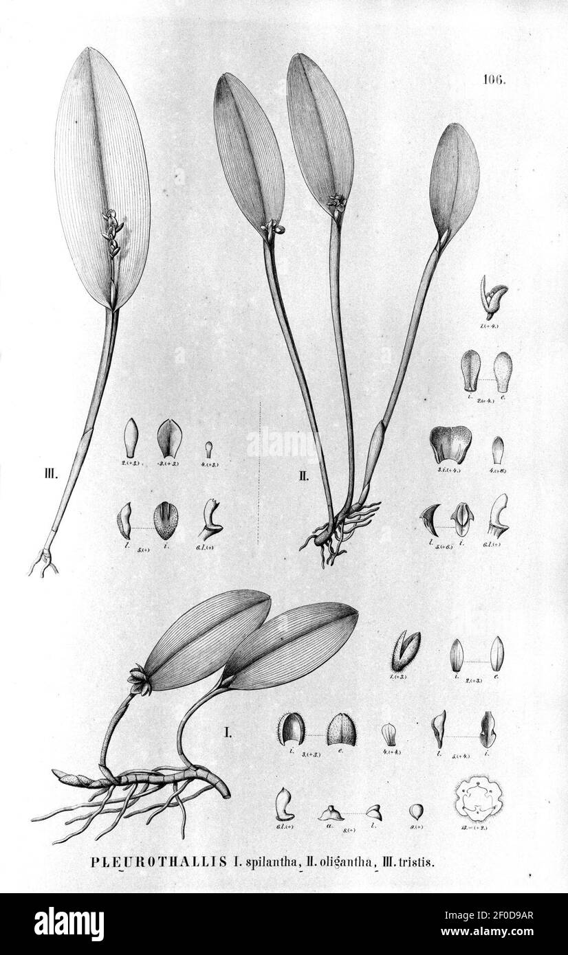 Pleurothallis spilantha - Acianthera oligantha (as Pleurothallis oligantha) - Acianthera tristis (as Pleurothallis tristis) - Fl.Br.3-4-106. Stock Photo