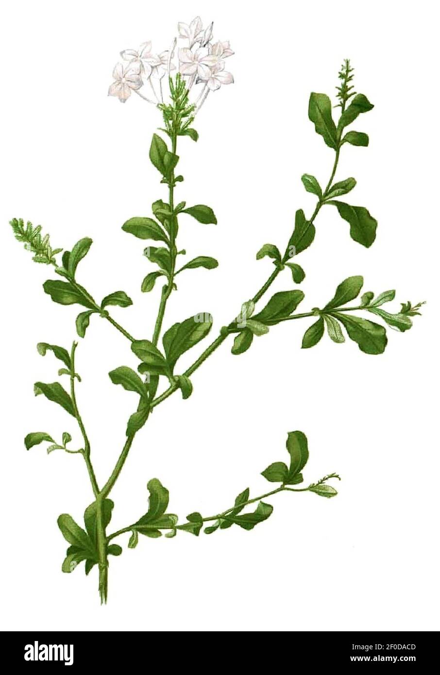 Plumbago auriculata Blanco1.27cropped Stock Photo Alamy