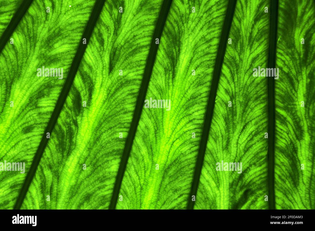 Leaf and his veins background macro close up Stock Photo - Alamy
