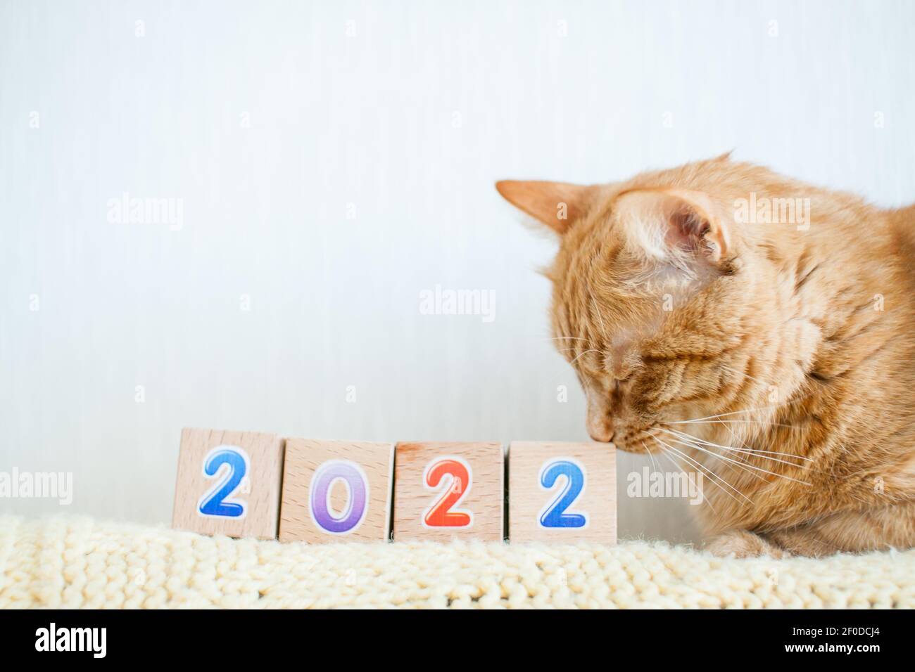funny fat ginger cat studies cubes with numbers 2022. New year 2022 Stock Photo