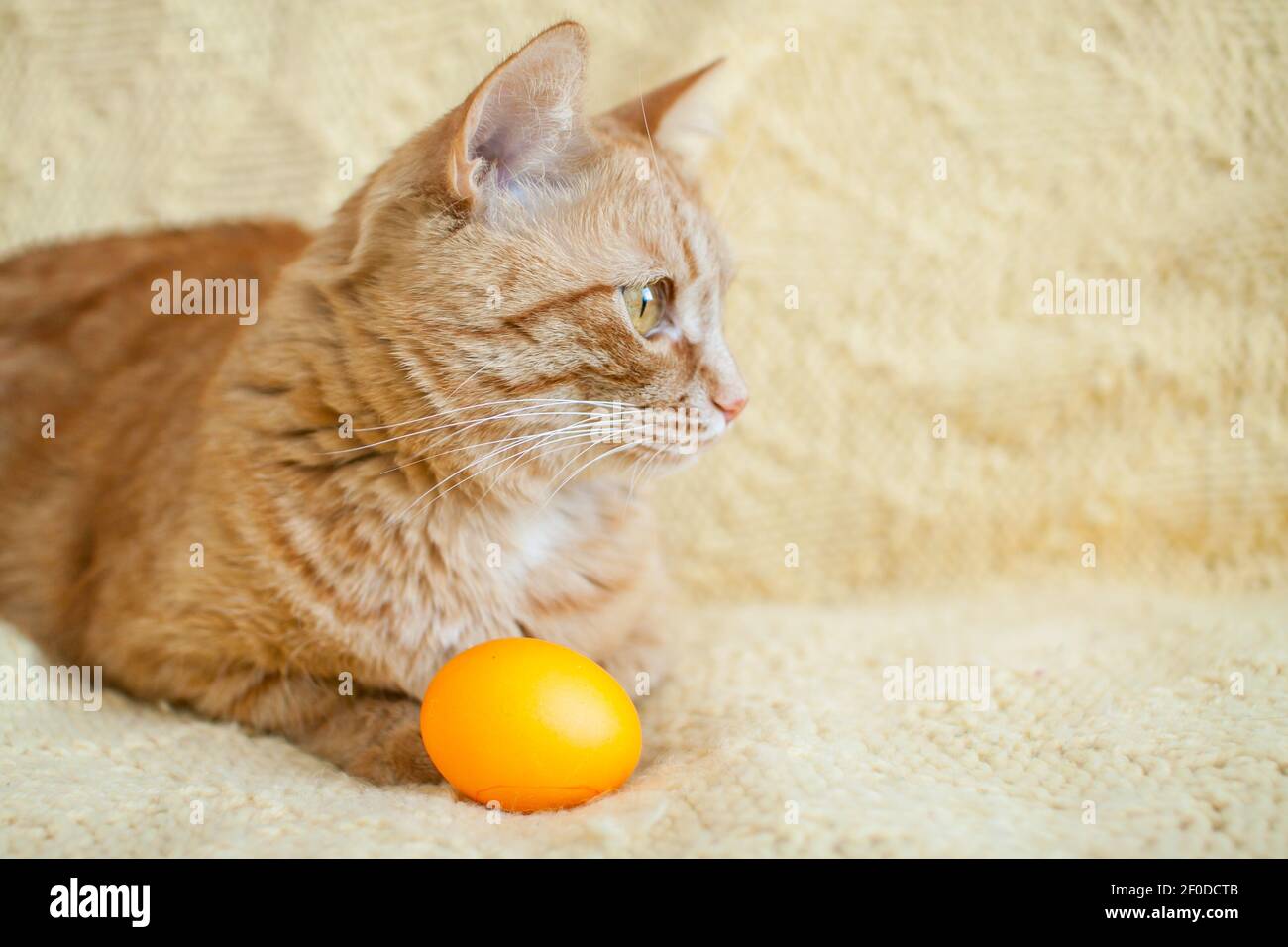 funny fat ginger cat holding orange painted eggs for easter Stock Photo