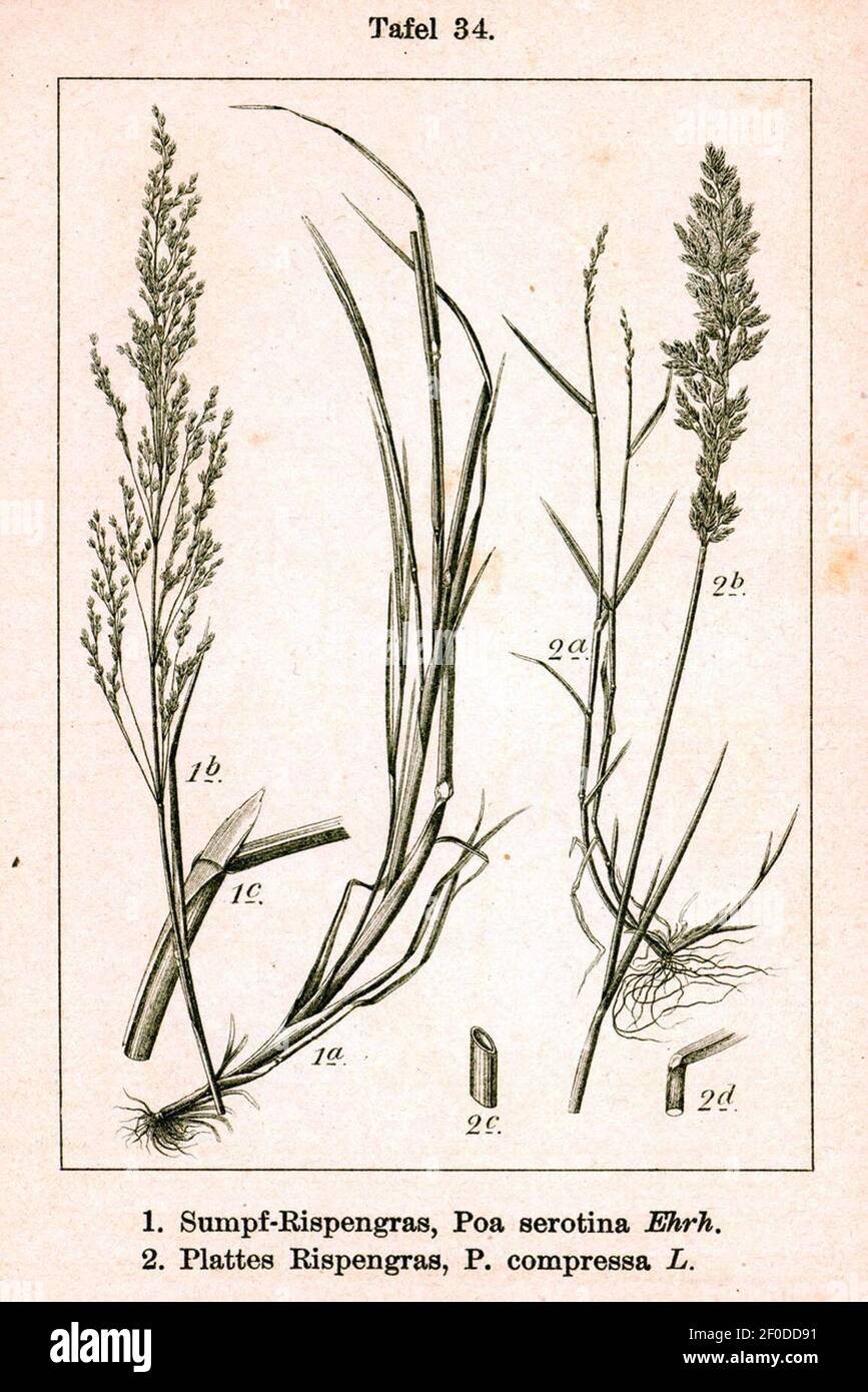 Poa spp Sturm34. Stock Photo