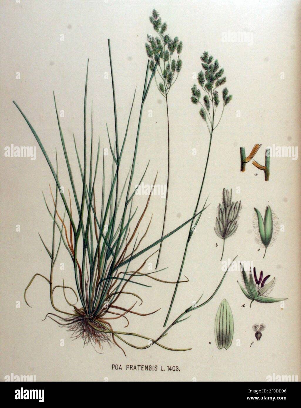 Poa pratensis — Flora Batava — Volume v18. Stock Photo