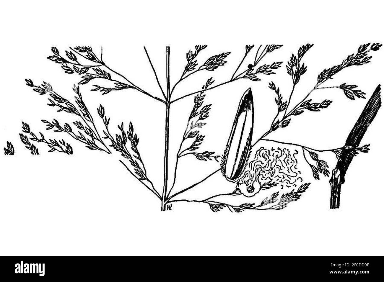 Poa palustris popa2 002 lhd. Stock Photo