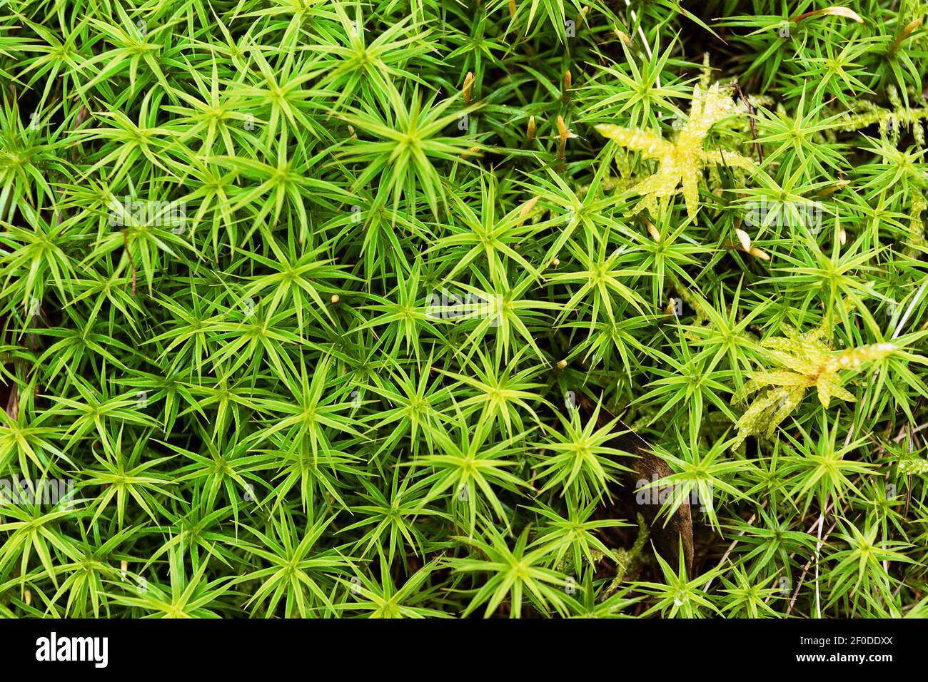 macro shot of natural green fresh moss pattern Stock Photo