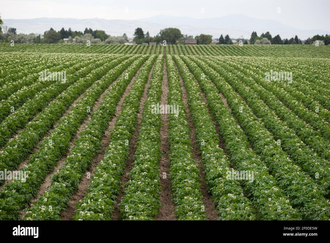 Idaho potato field hires stock photography and images Alamy