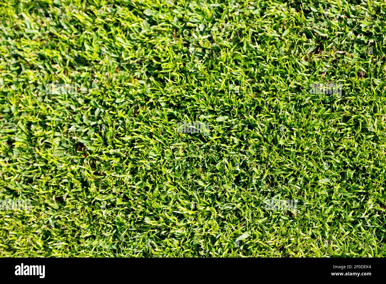 Green garden grass plant hi-res stock photography and images - Alamy