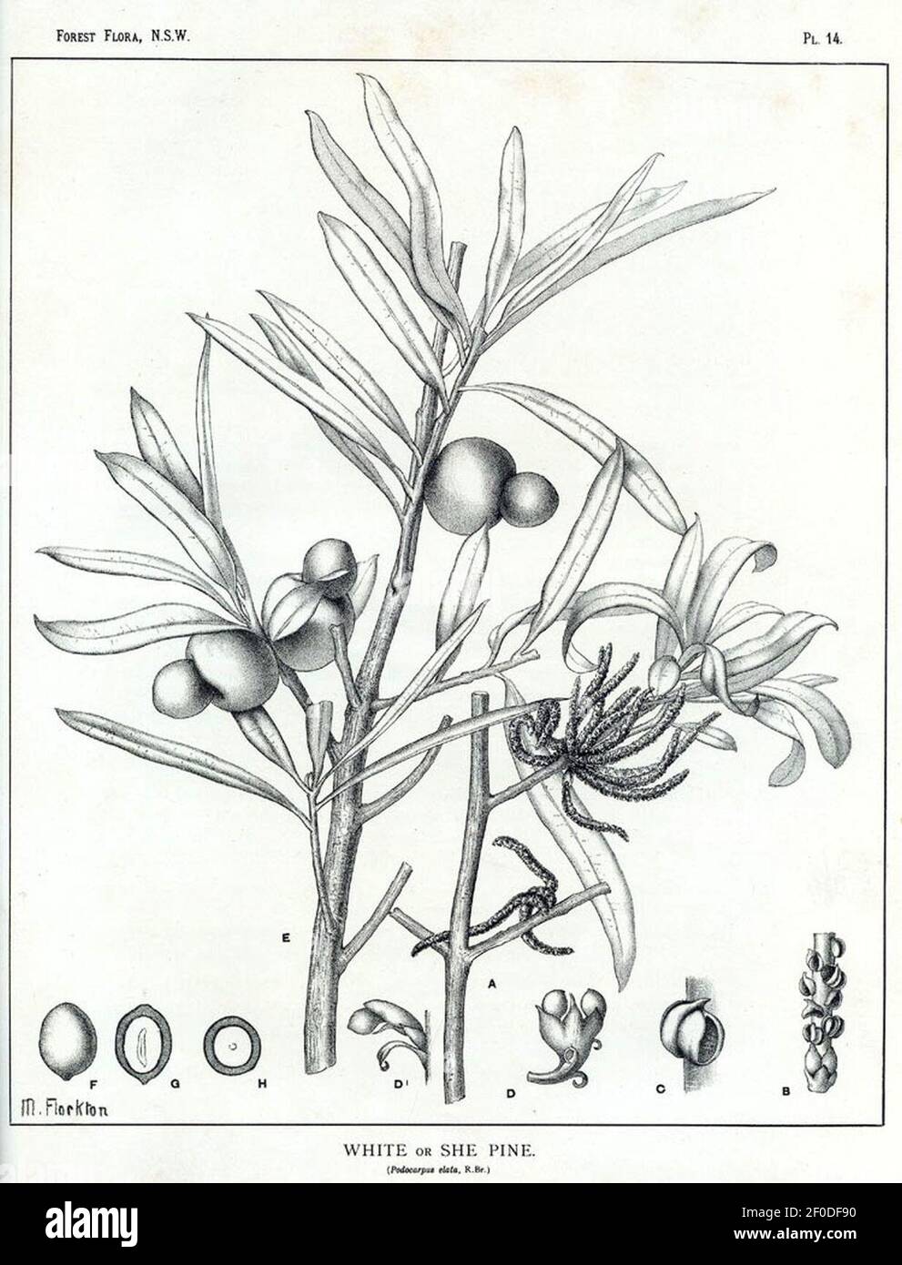Podocarpus elatus00. Stock Photo