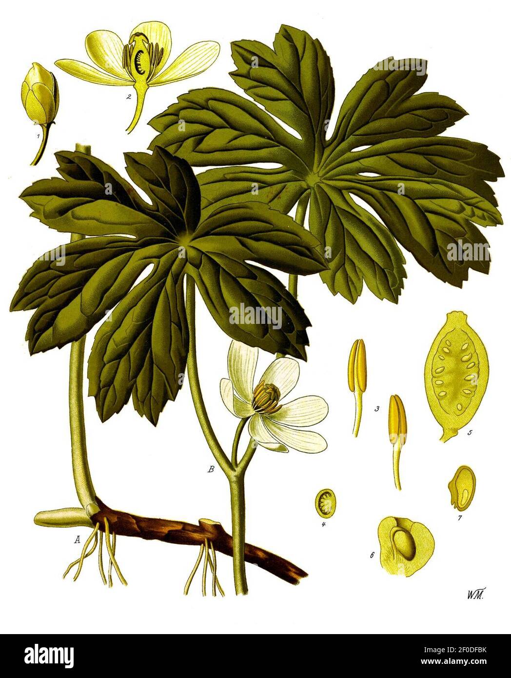 Podophyllum peltatum - Köhler–s Medizinal-Pflanzen-246. Stock Photo