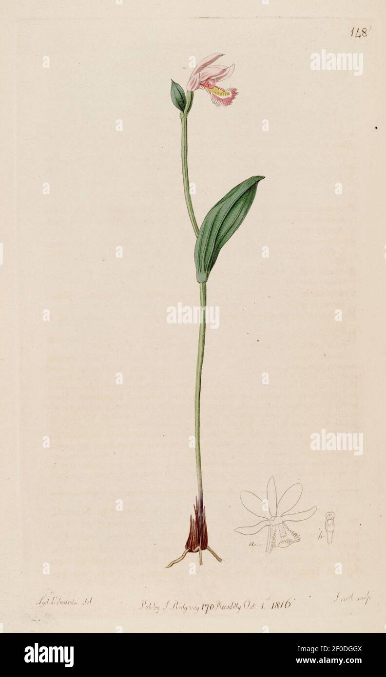 Pogonia ophioglossoides - The Bot. Reg. 2 pl. 148 (1816). Stock Photo