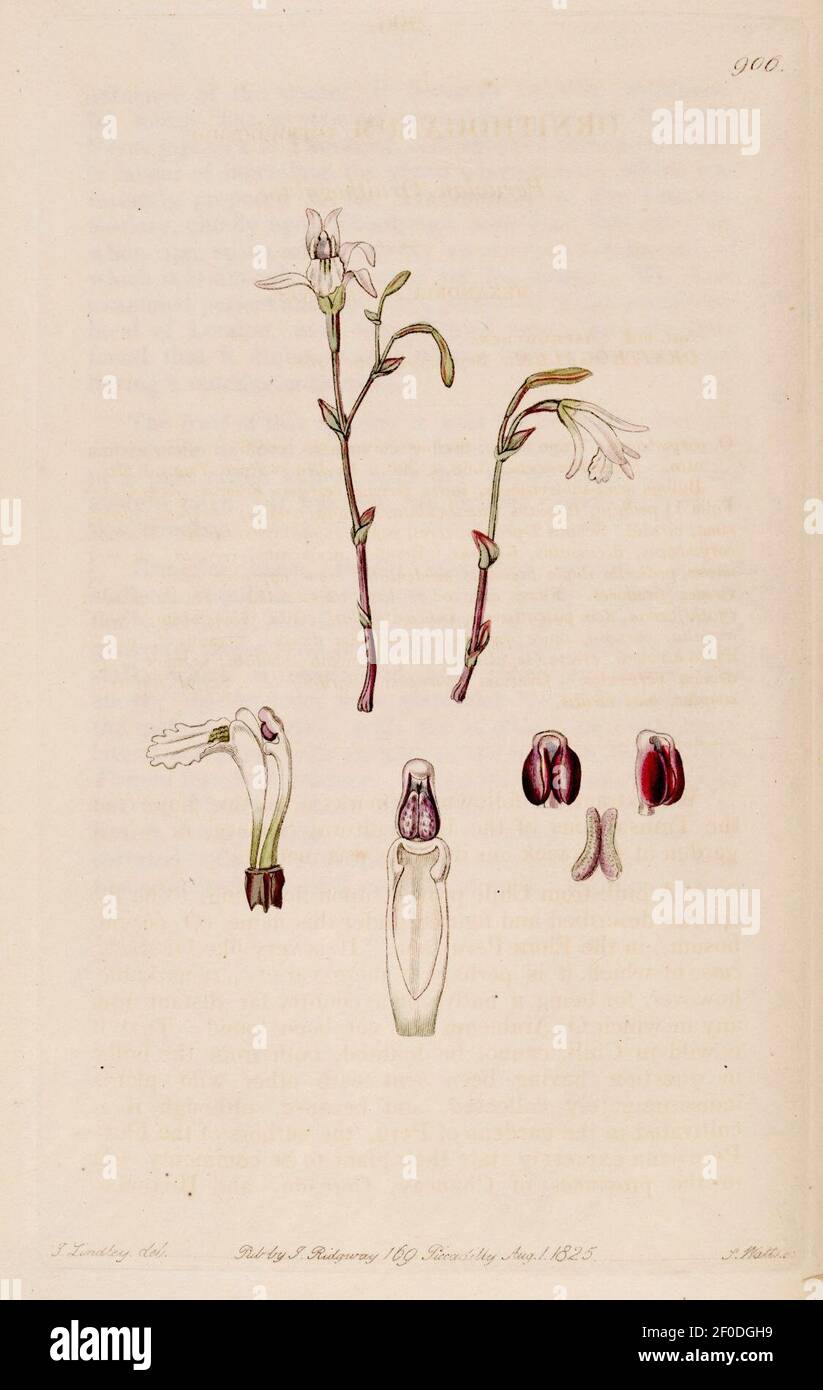 Pogonia ophioglossoides (as Pogonia pendula) - Bot. Reg. 11 pl. 906 (descr. 908) (1825). Stock Photo