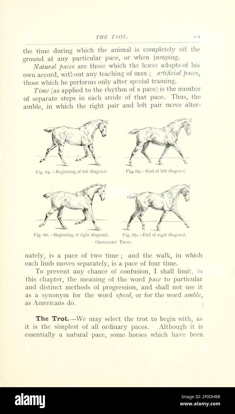 Points of the horse (Page 101 Stock Photo Alamy