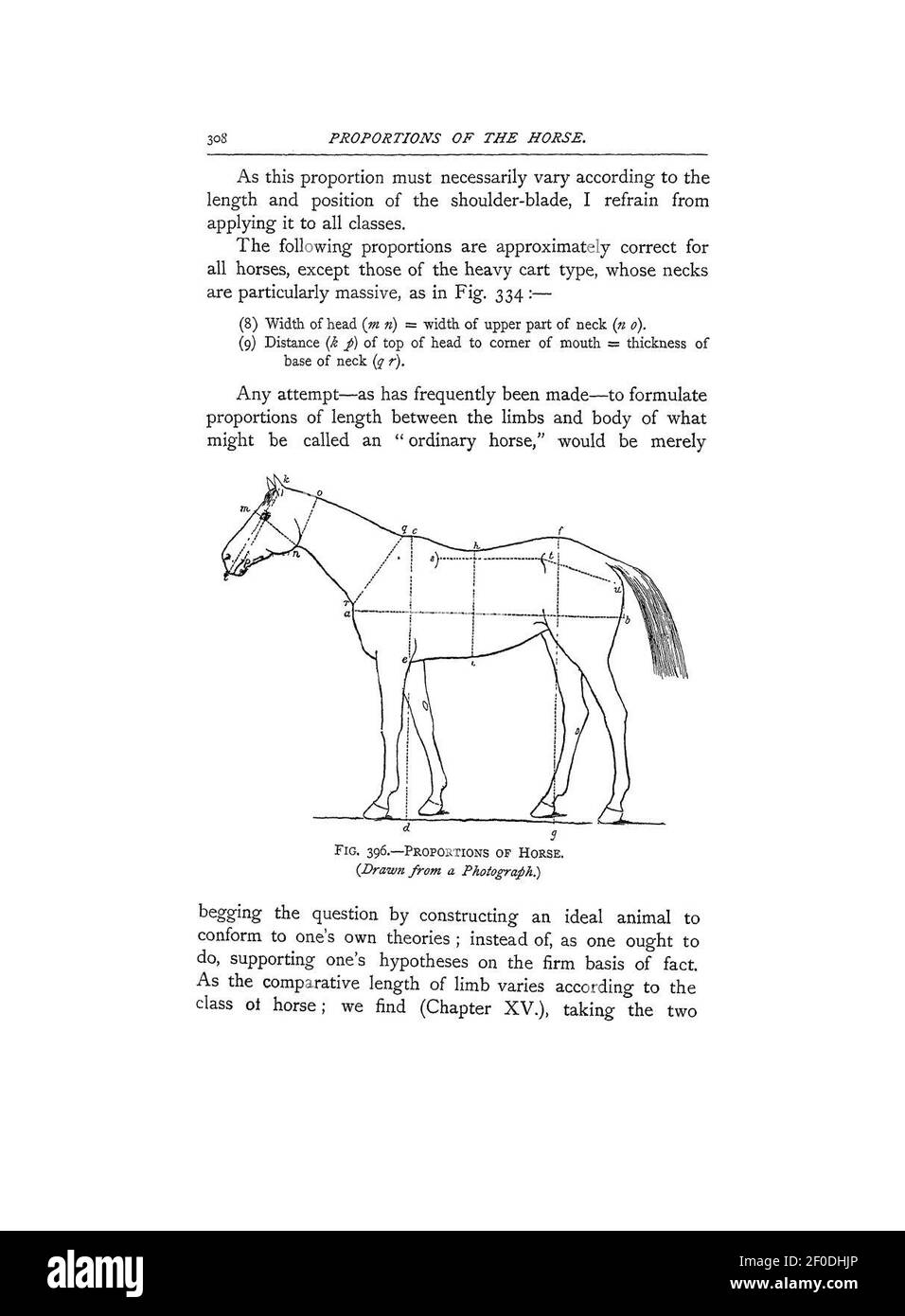 Points of the horse (Page 308) Stock Photo