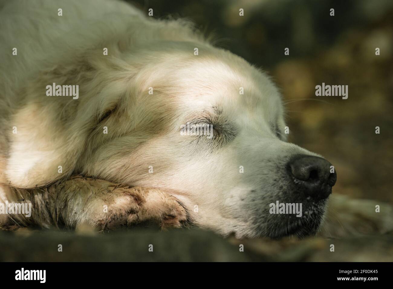 Sleeping Golden Retriever Stock Photo