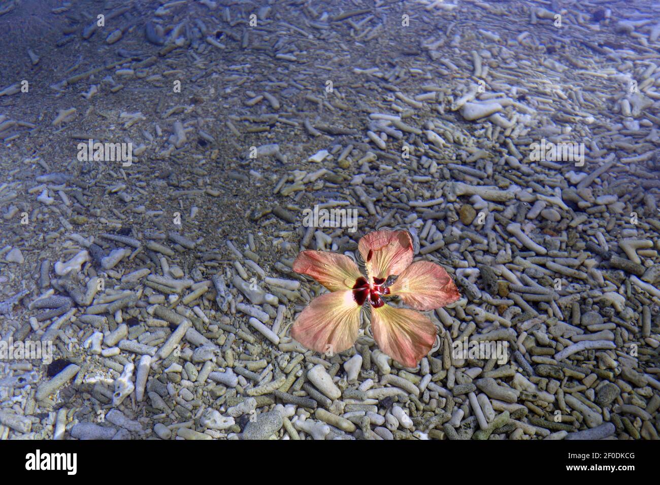 Flower of native cottonwood hibiscus floating on perfectly clear shallow water, Fitzroy Island, Great Barrier Reef, near Cairns, Queensland, Australia Stock Photo