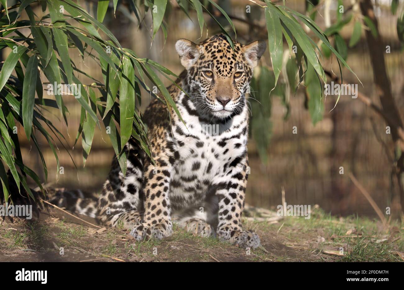 Rostock, Germany. 03rd Mar, 2021. The little leopardess (Panthera pardus) Rostock, Germany. 03rd Mar, 2021. The little leopardess (Panthera pardus)