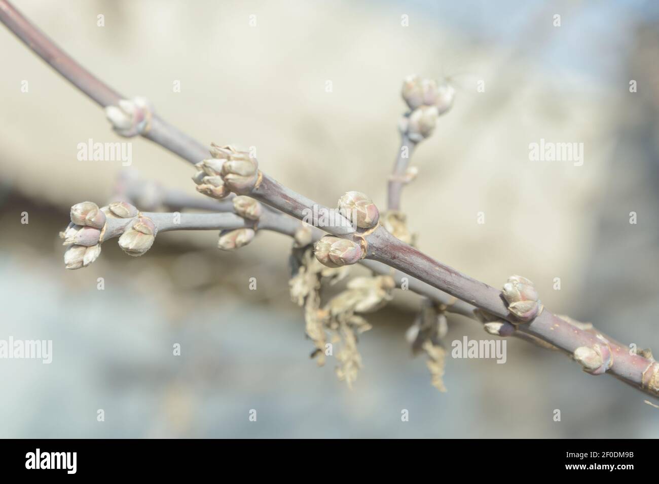 Buds on tree branch in early spring. Warming. Blurred background, selective focus, copy space. Stock Photo