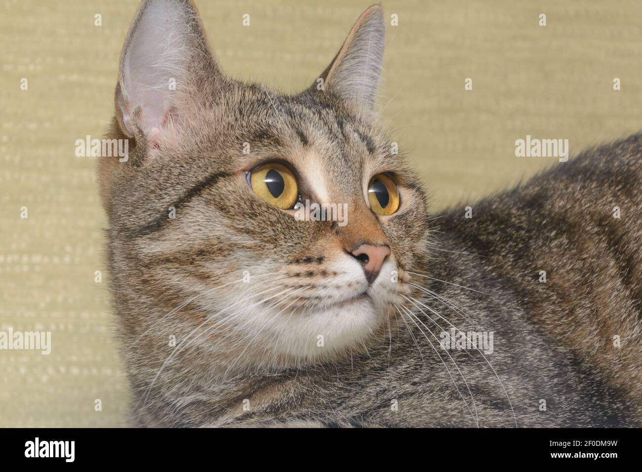 Portrait of large tabby cat with green eyes, close-up. Stock Photo