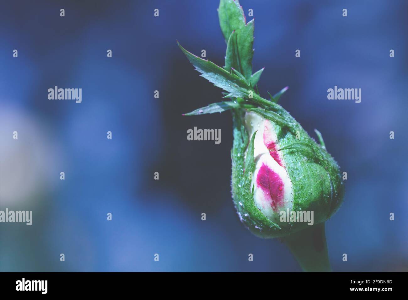 Rosebud against a dark blue blurred background Stock Photo