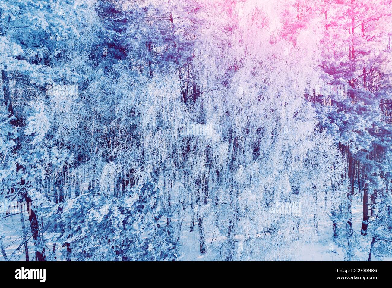 Pine snowy forest in winter. Trees covered with snow. Aerial view ...