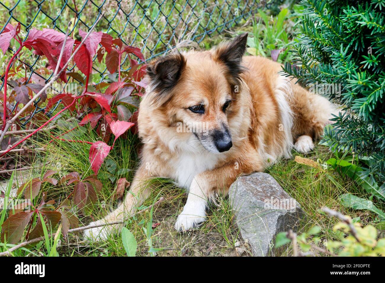 A cute young dog is lying on the ground in the garden. Relax time Stock ...