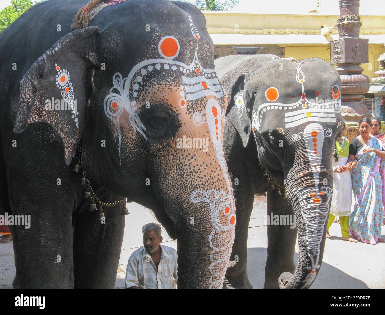 Elephants with colorful marking on them in the temple premises of a south Indian temple at Chennai India on 5 October 2008 Stock Photo