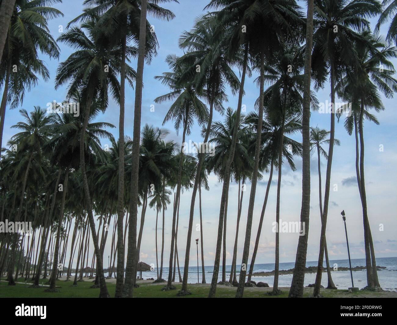 Coconut trees on the beach of Port Blair in Andaman and Nicobar Islands
