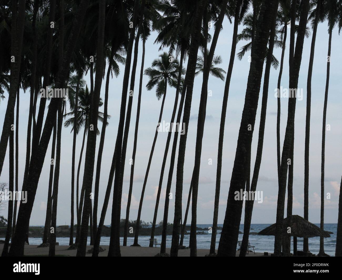 Coconut trees on the beach of Port Blair in Andaman and Nicobar Islands India Stock Photo