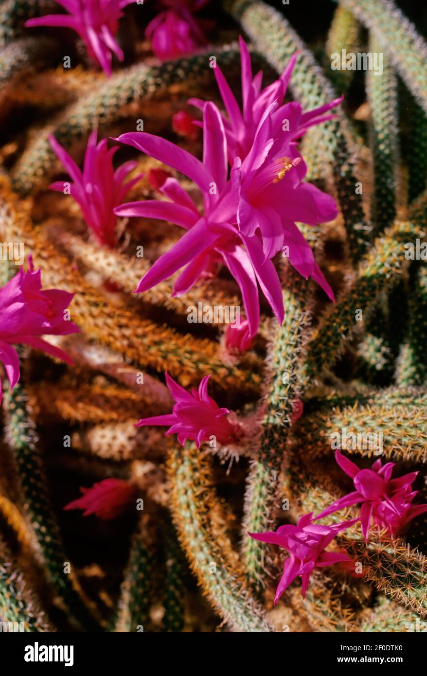 Aporocactus flagelliformis (syn. Disocactus flagelliformis), the rattail cactus, is a species of flowering plant in the cactus family Cactaceae, and i Stock Photo