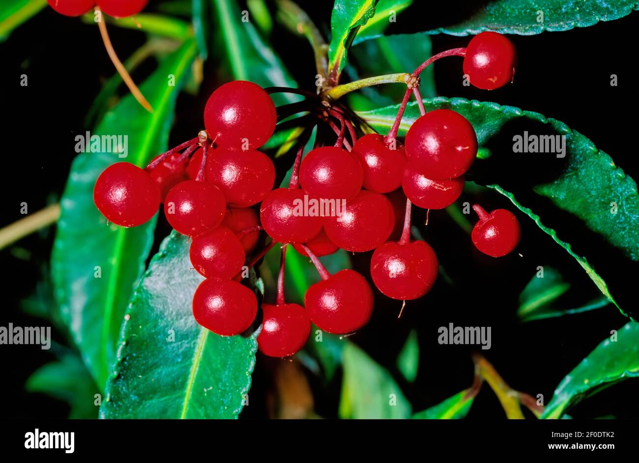 Ardisia crenata is a species of flowering plant in the primrose family, Primulaceae, that is native to East Asia. Stock Photo