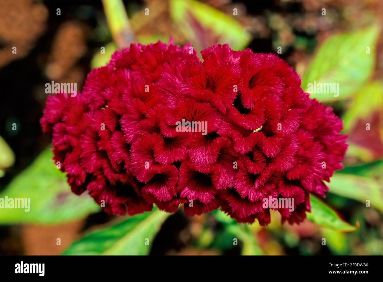 Celosia argentea var. cristata (formerly Celosia cristata), known as cockscomb, is the cristate or crested variety of the species Celosia argentea. Stock Photo