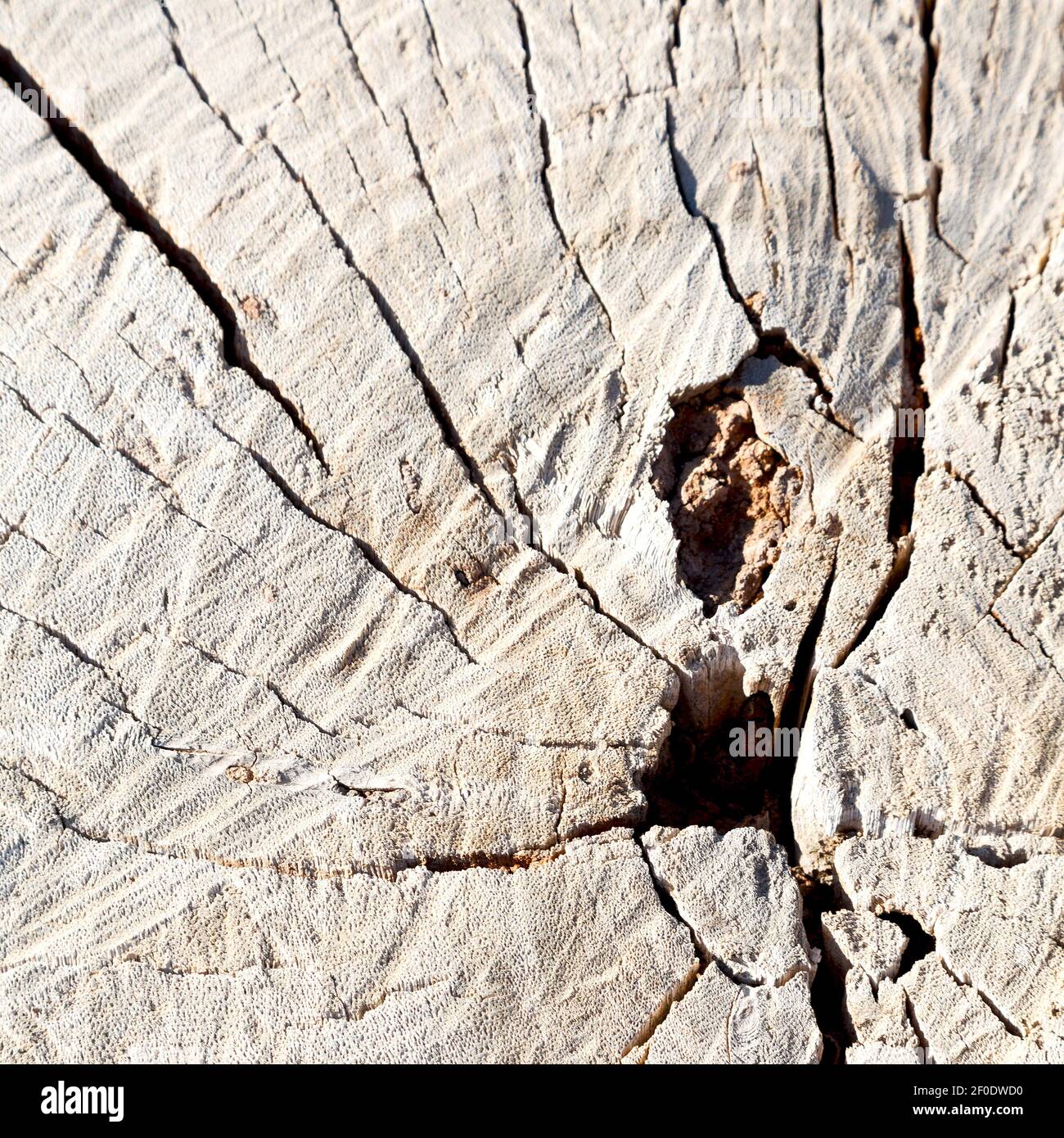 Abstract texture of a tree Stock Photo - Alamy