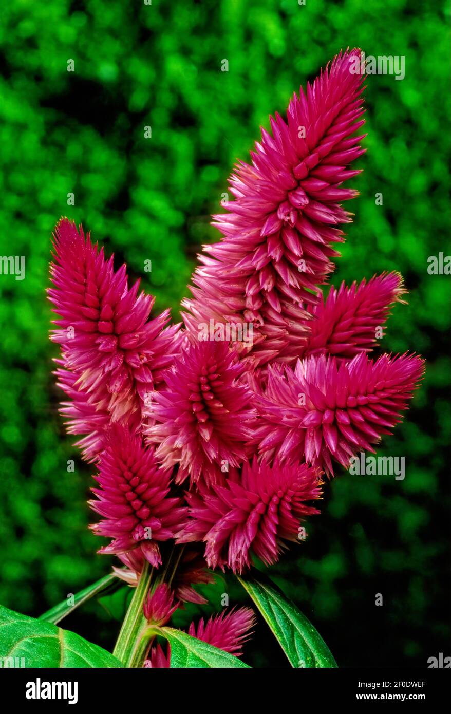 is a small genus of edible and ornamental plants in the amaranth family, Amaranthaceae Stock Photo