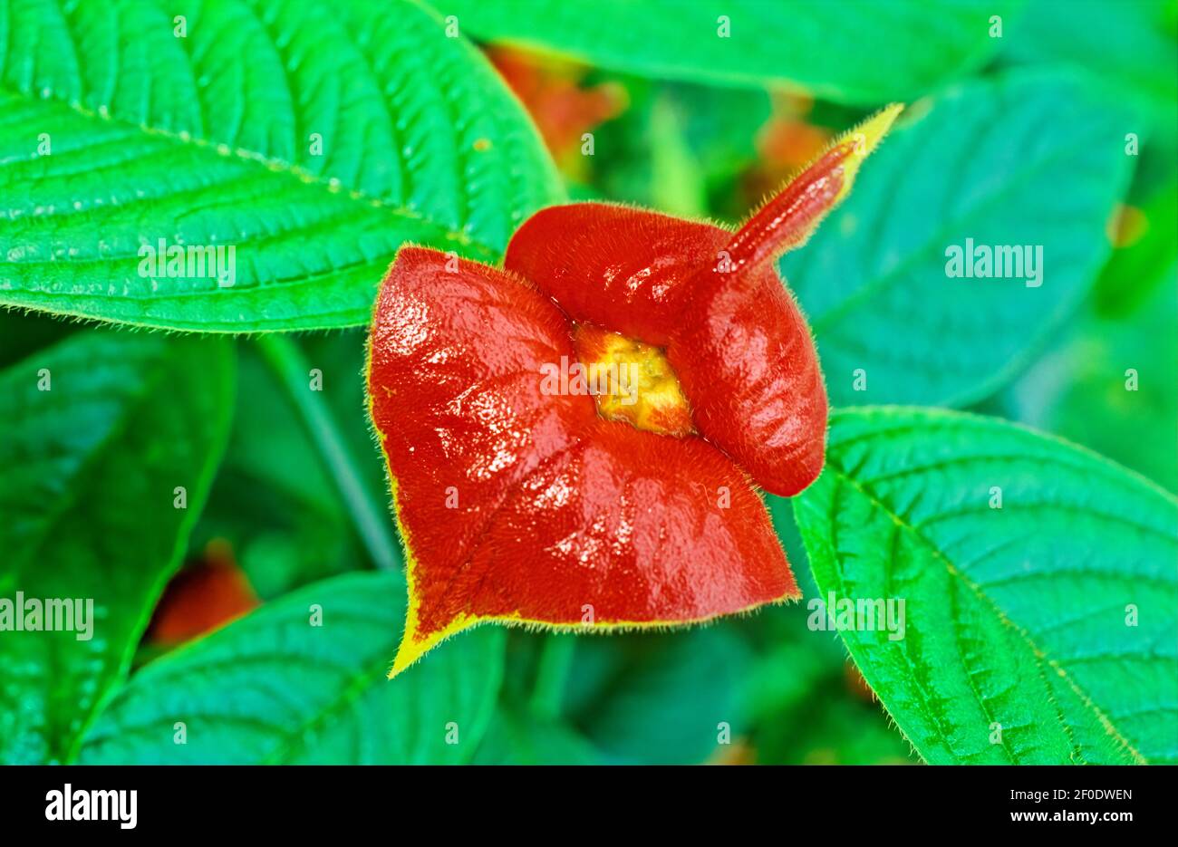 Palicourea elata, formerly Psychotria elata, commonly known as girlfriend kiss. Research in the Cloud Forest of Central America with Lessons from Made Stock Photo