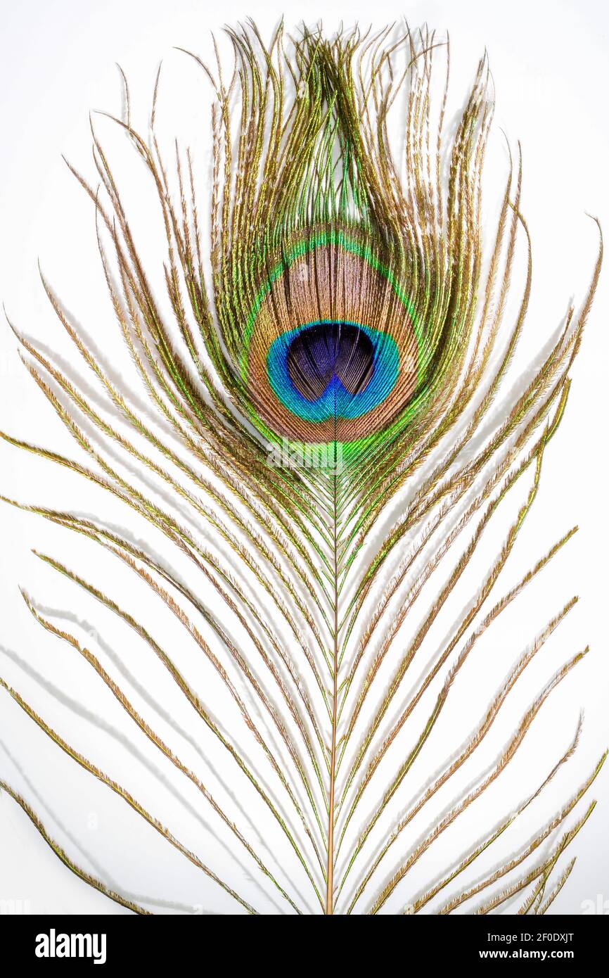 Peacock feather. Colorful feather from tail with eye. Close up on white background. Stock Photo