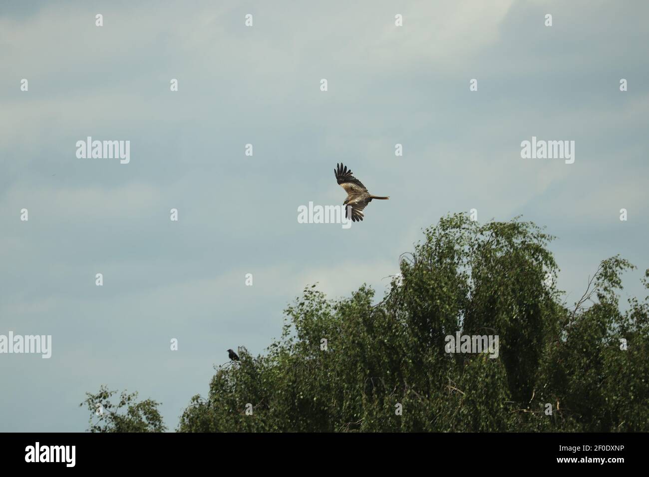 Hawk circling carrion looking for lunch Stock Photo - Alamy