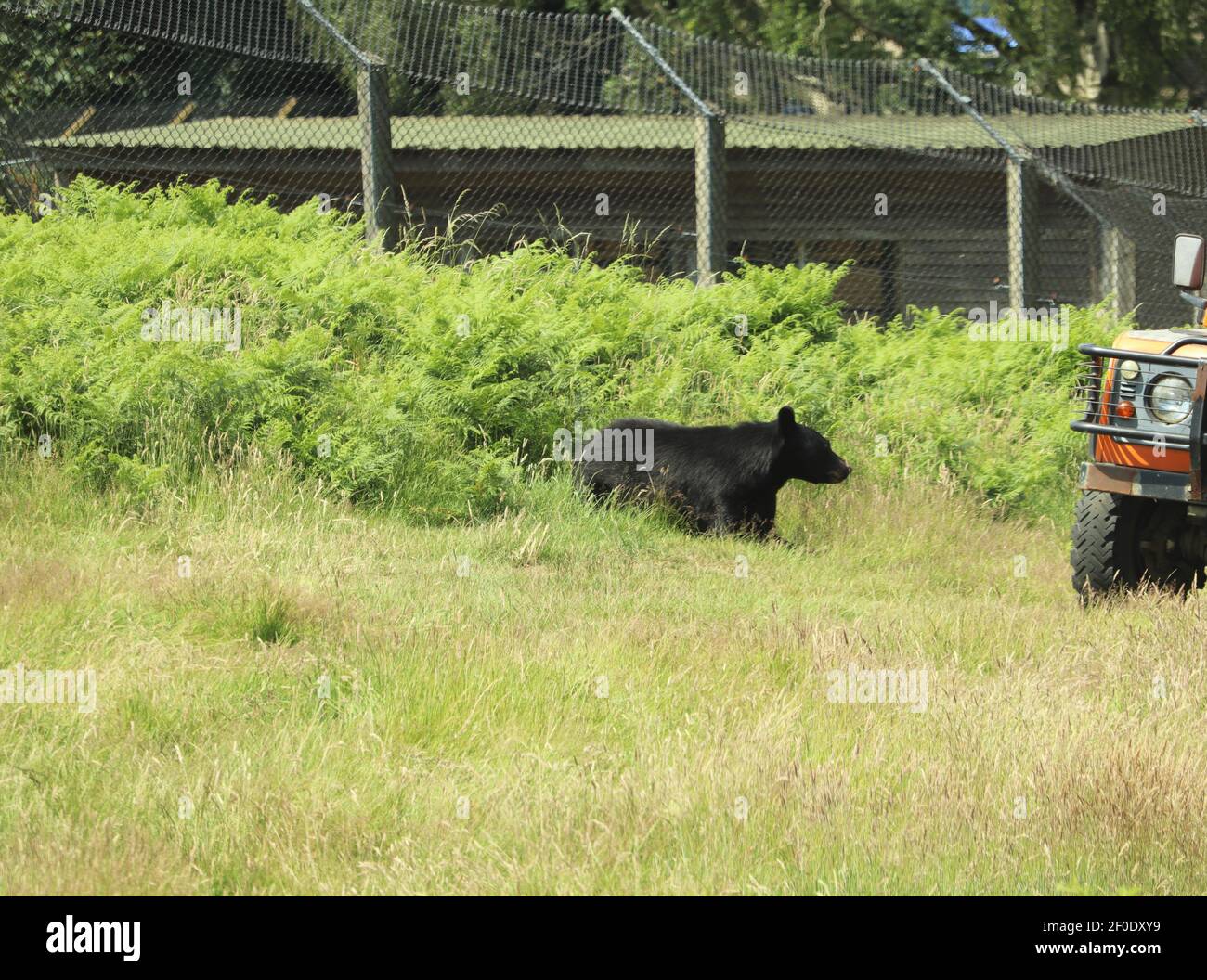 Bears and wolves in a safari park in the UK Stock Photo