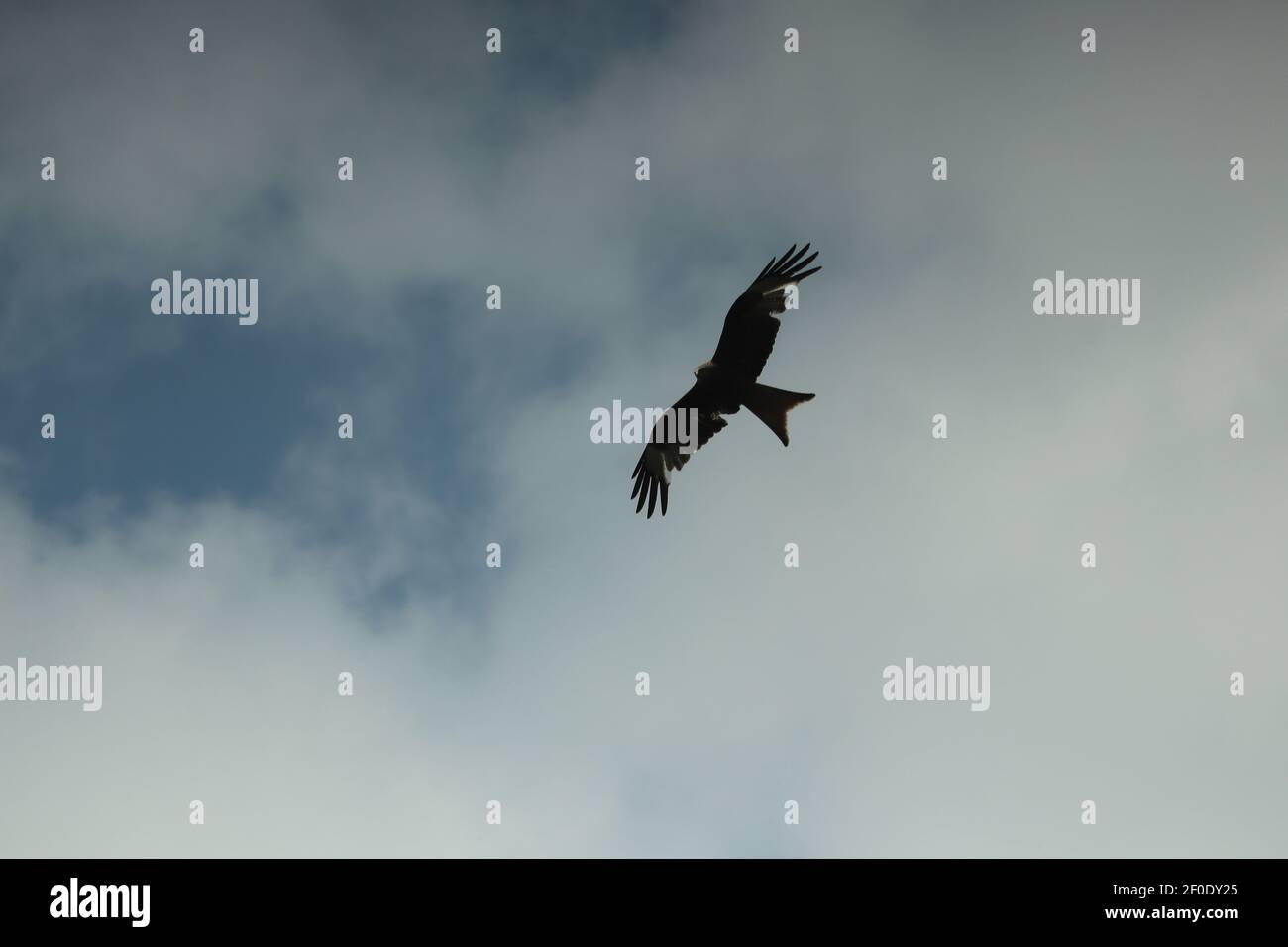 Hawk circling carrion looking for lunch Stock Photo - Alamy