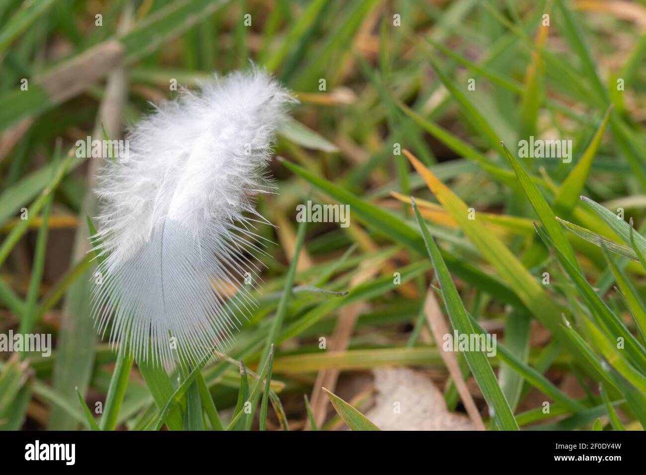 A white feather lies on blades of grass Stock Photo