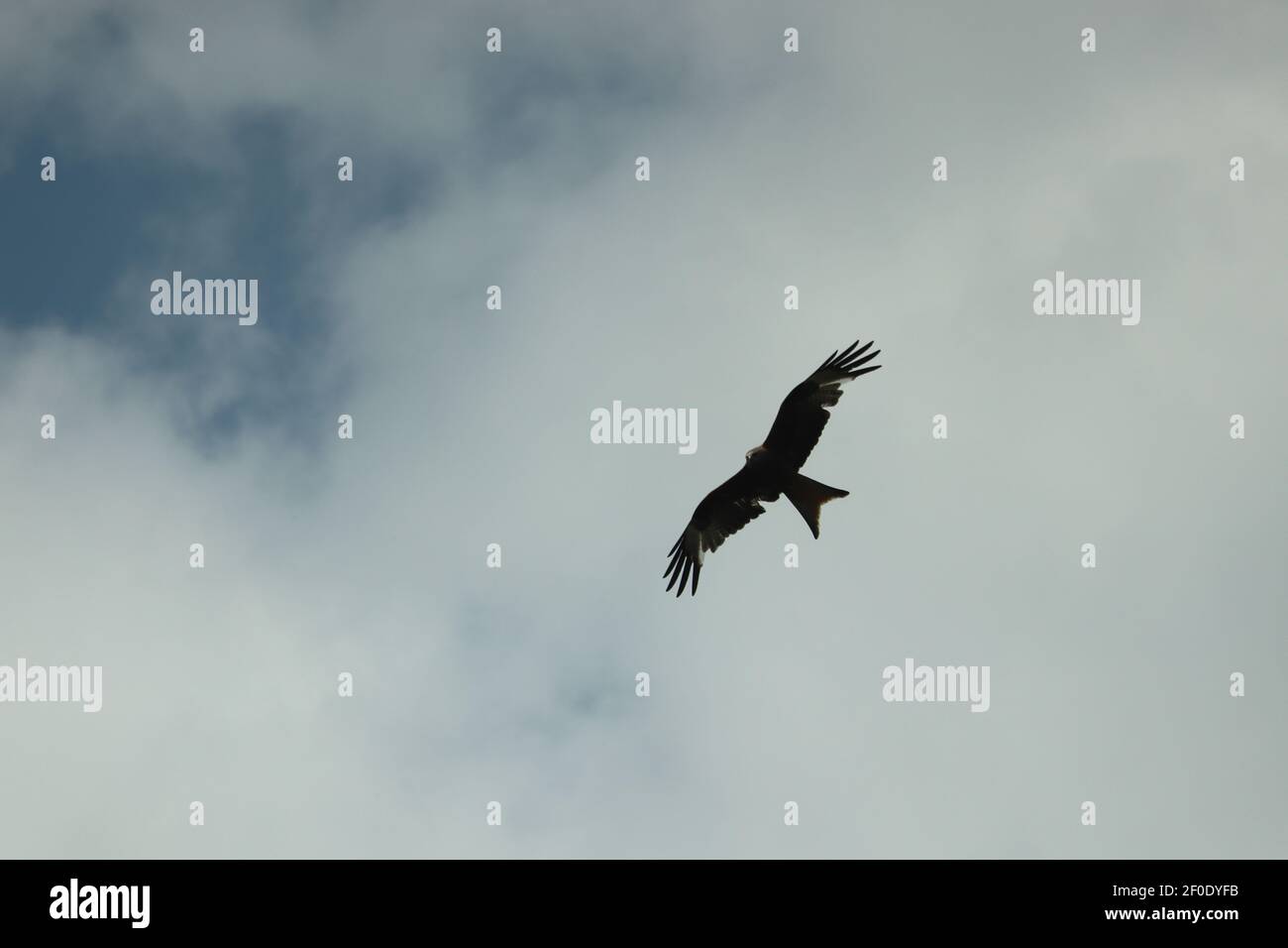 Hawk circling carrion looking for lunch Stock Photo - Alamy