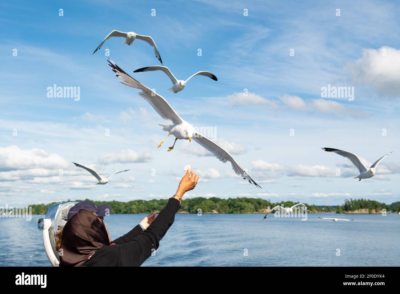 Ring billed gulls (larus delawarensis) being fed by tourists on boat on the St Lawrence River, Thousand Islands, Canada Stock Photo