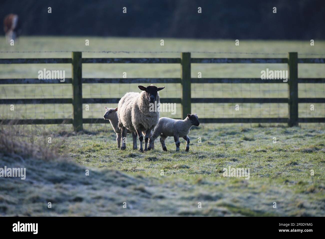 Cheltenham, UK, 7th March, 2021. UK Weather. Frosty morning in the Cotswolds for the Ewe and her lambs. Credit: Gary Learmonth/Alamy Live News Stock Photo
